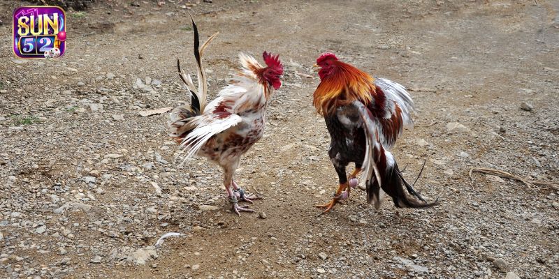 Đá gà cựa dao mang đến sự kịch tính và thú vị không ngừng