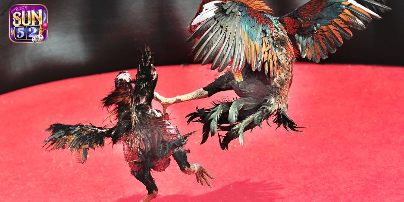 Đá gà Sun52 có đường truyền phân giải chất lượng cao