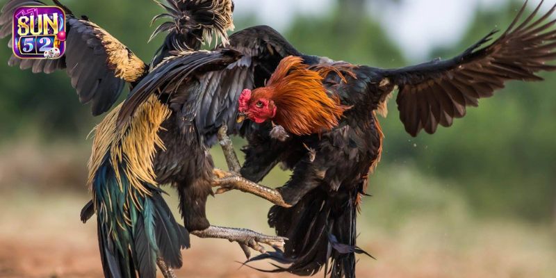 Luật chơi đá gà Thomo chuẩn