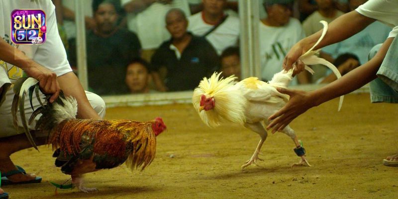 Đá gà Sun52 - Mãn nhãn với những trận đấu đỉnh cao
